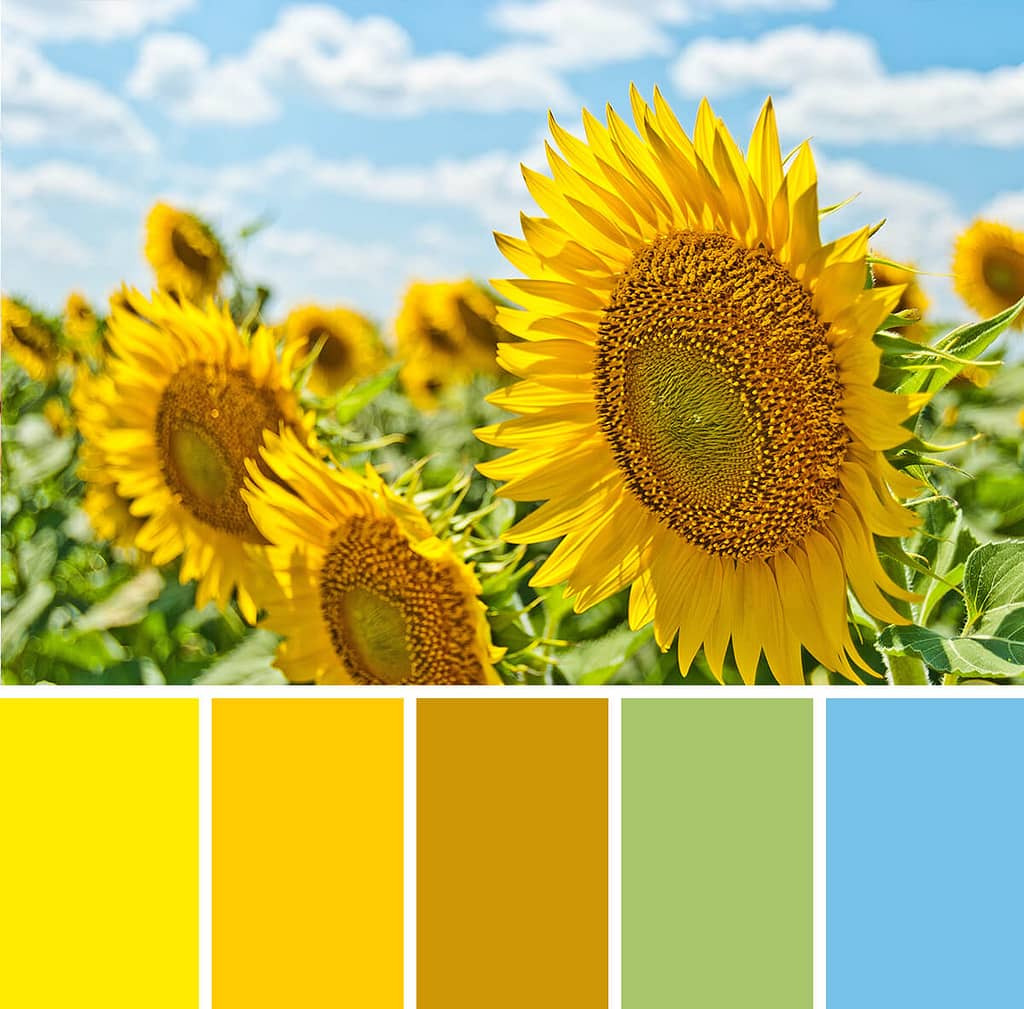 kleureninspiratie: zonnebloemen