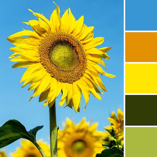 Kleur in design - zonnebloem kleurenschema
